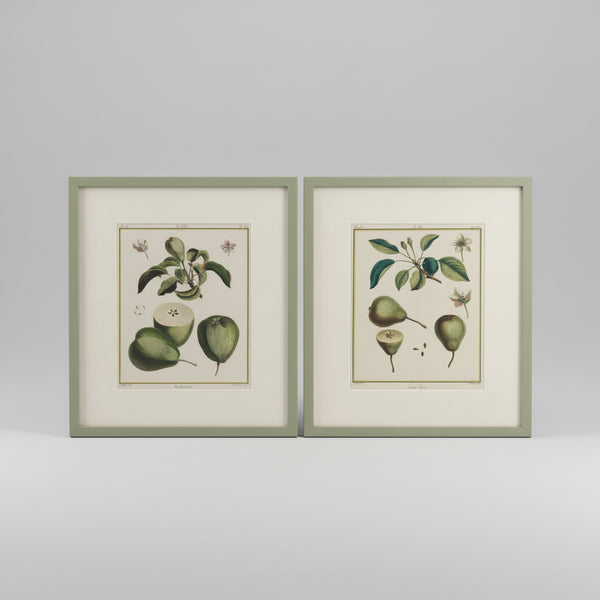 Four French botanical drawings of pears from the 1870s