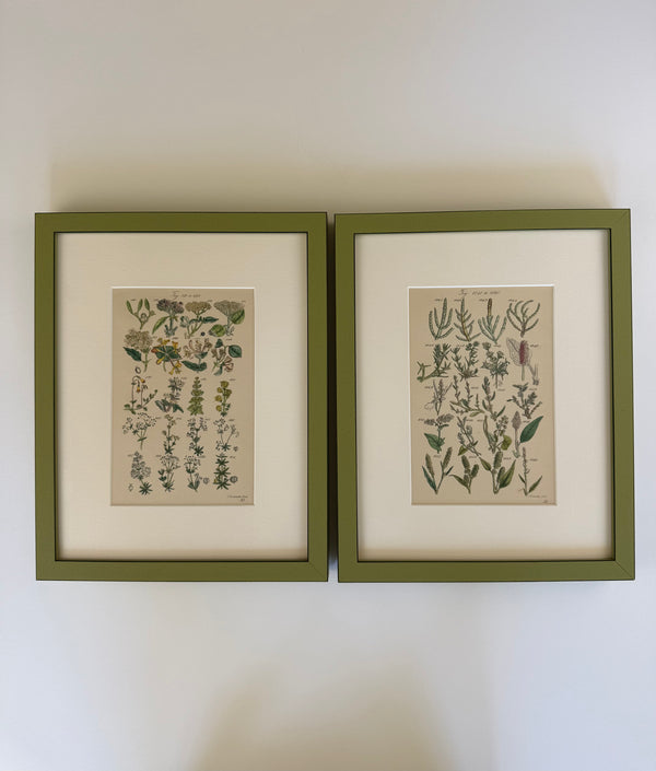 Nine Engravings from Nicholas Culpeper's Complete Herbal, 1900