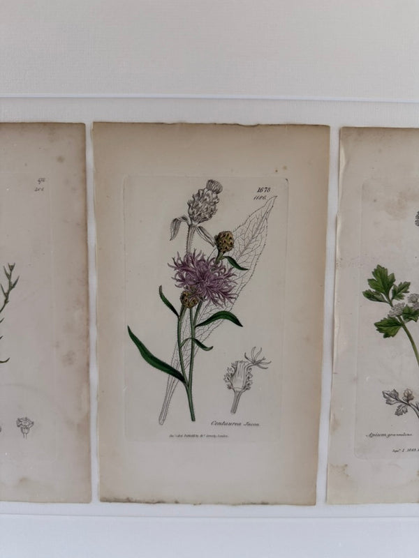 Engravings by James Sowerby