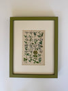 Nine Engravings from Nicholas Culpeper's Complete Herbal, 1900