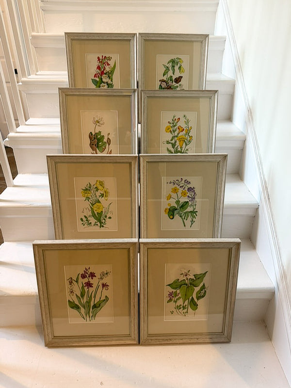 Antique wildflower prints