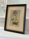 Antique Alpine flower prints