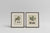Pair of French engravings of plums