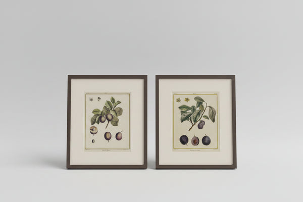 Pair of French engravings of plums
