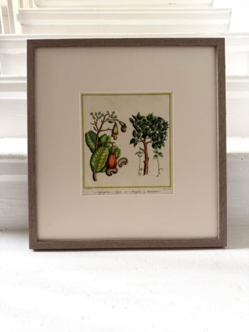 Three vibrant handcoloured 19th century botanical illustrations