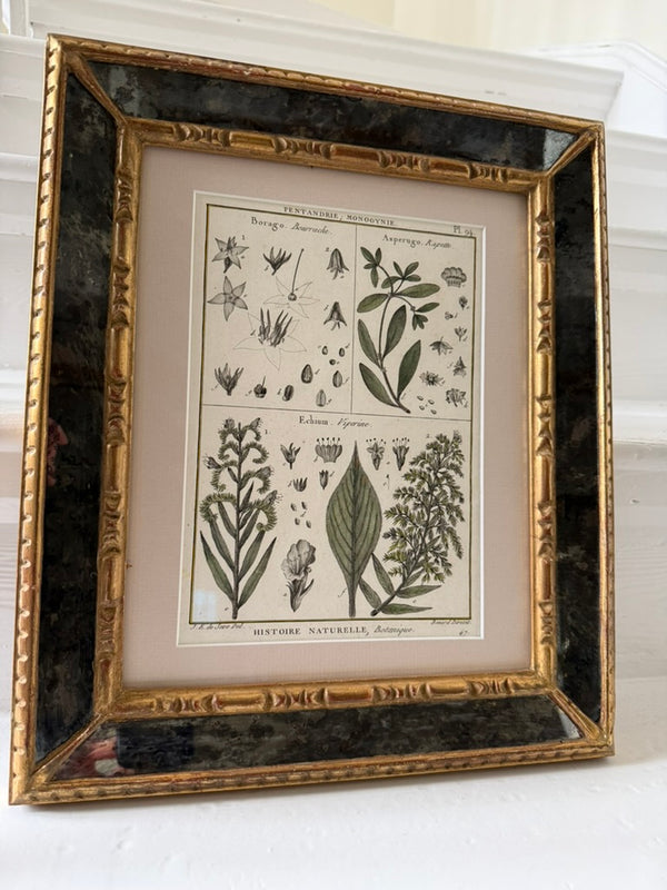Pair of mirrored cushion-framed French botanical etchings