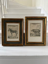 19th century French Rhinoceros engraving in an antique frame