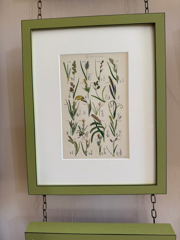 Nine Engravings from Nicholas Culpeper's Complete Herbal, 1900