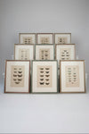 Nine engravings of moths by F. O. Morris, 1903