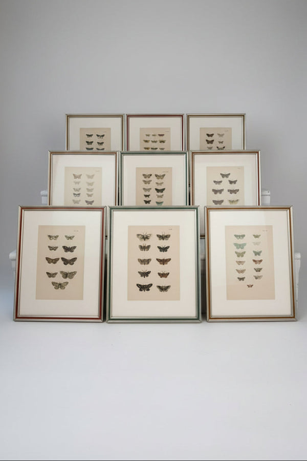 Nine engravings of moths by F. O. Morris, 1903