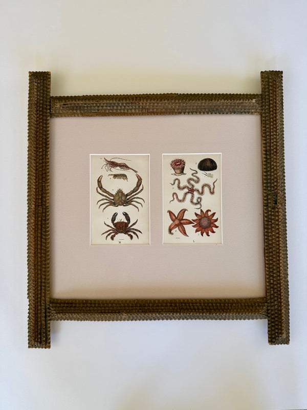 Hand coloured sea life etching from 1858 in an unusual frame