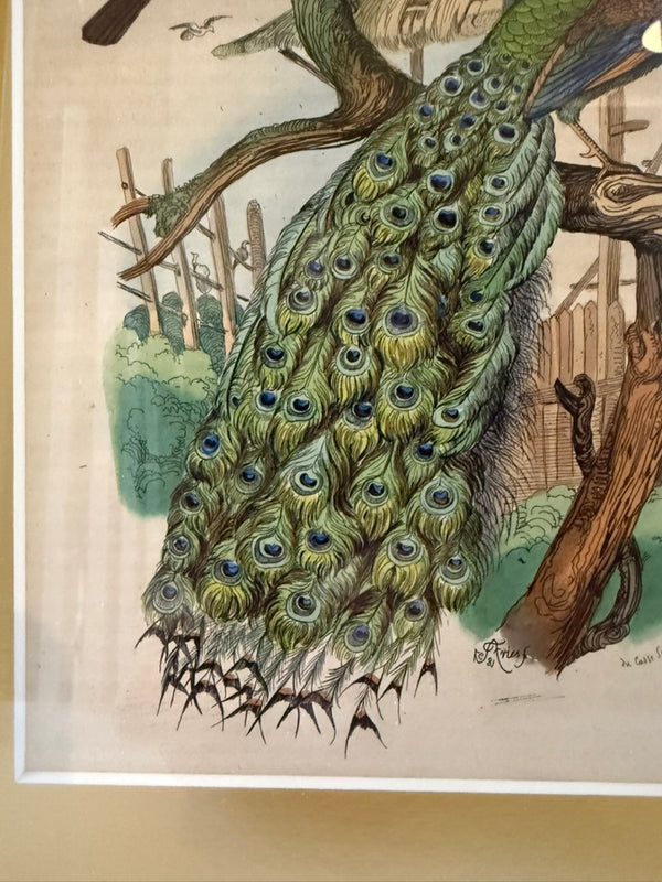 Peacock and palm tree