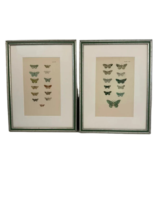 Nine engravings of moths by F. O. Morris, 1903