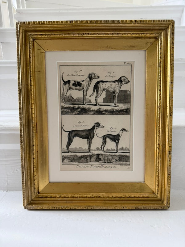 Engraving of hounds from 1830 in gilt frame