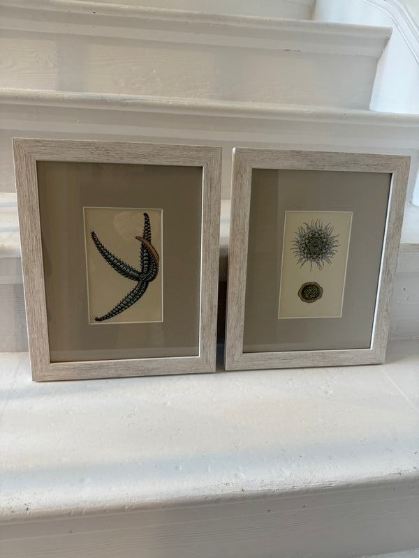 Antique sealife prints