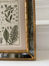 Pair of mirrored cushion-framed French botanical etchings
