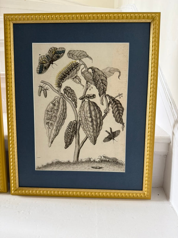 Large vintage botanical prints