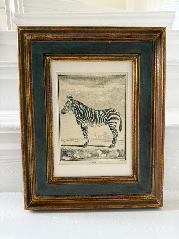 Zebra engraving in antique frame