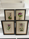 Antique Alpine flower prints