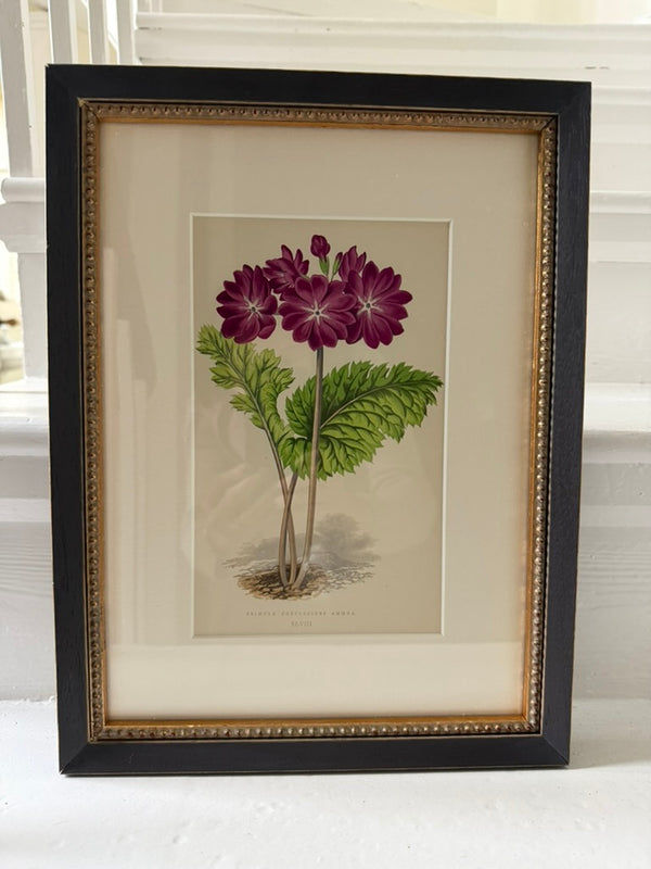 Antique Alpine flower prints