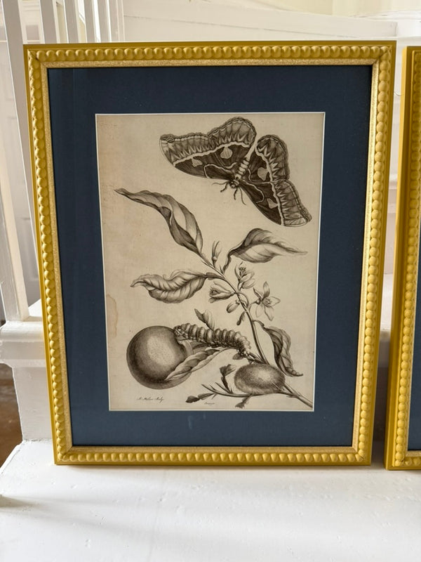 Large vintage botanical prints