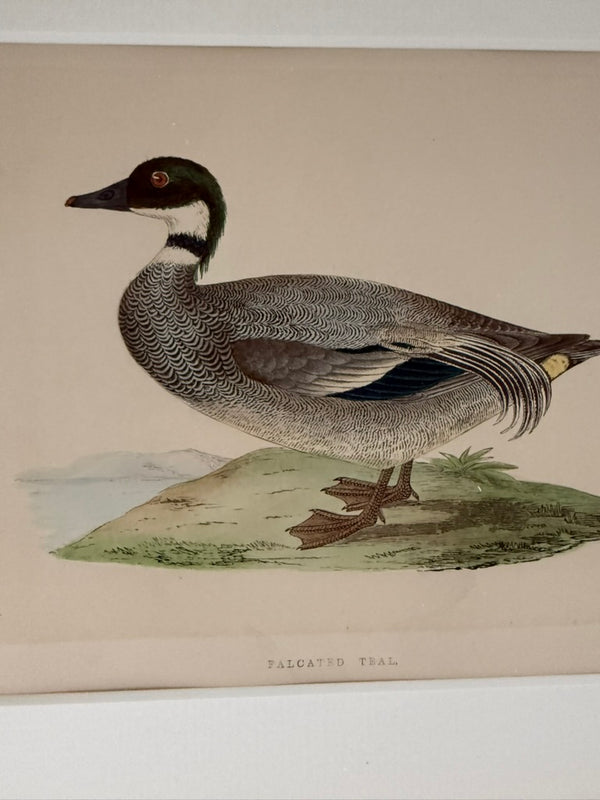 Four Antique Duck Illustrations by Benjamin Fawcett
