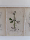 Engravings by James Sowerby