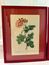 Four Redoute roses in red frames