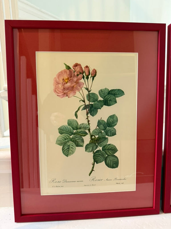 Four Redoute roses in red frames