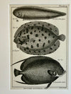 Pair of black and white 1870s engravings of fish