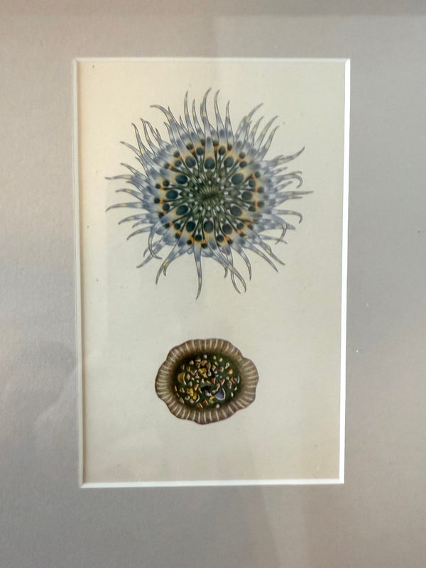 Antique sealife prints