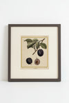 Pair of French engravings of plums