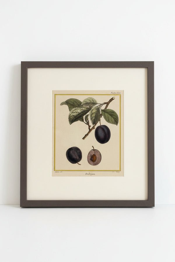 Pair of French engravings of plums