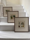 Three vibrant handcoloured 19th century botanical illustrations