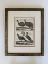 Black and white engravings of Guinea fowl and Pheasants