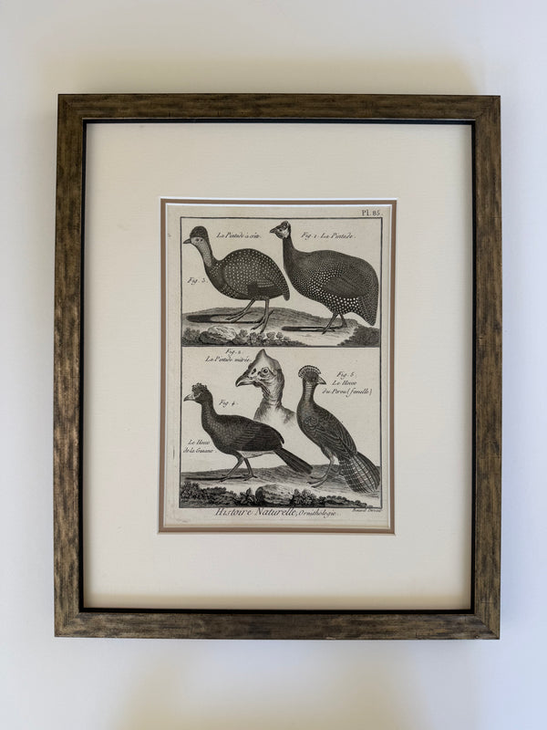 Black and white engravings of Guinea fowl and Pheasants