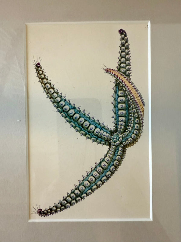 Antique sealife prints