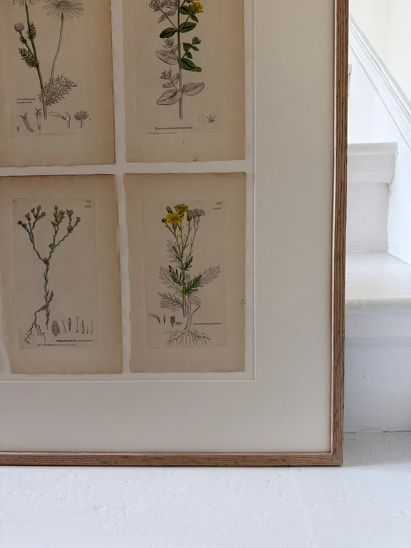 Collection of botanical drawings by James Sowerby