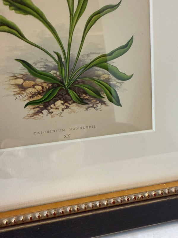 Antique Alpine flower prints