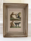 Hand-coloured engraving of monkeys in vintage frame