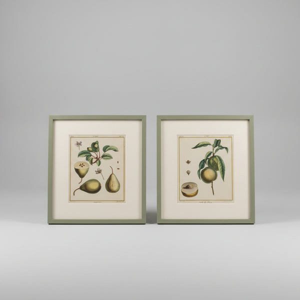 Four French botanical drawings of pears from the 1870s
