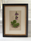 Antique Alpine flower prints