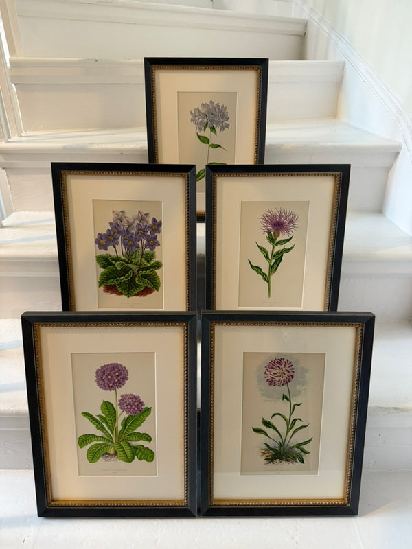 Antique Alpine flower prints