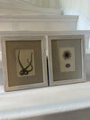 Antique sealife prints