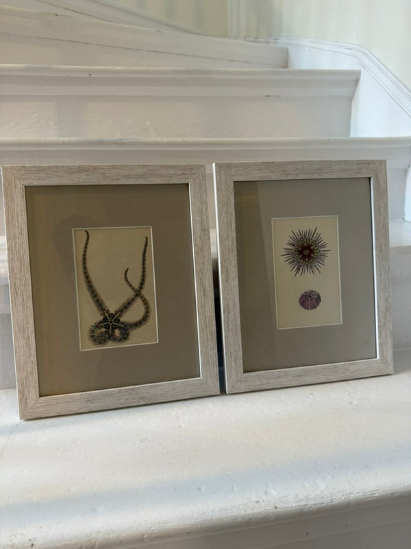 Antique sealife prints