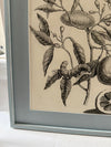 Pair of vintage French botanical prints