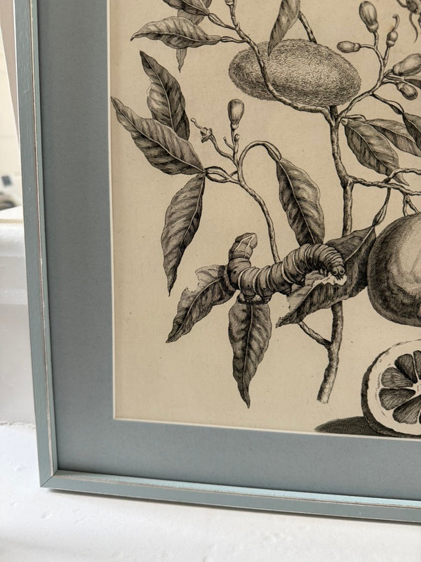 Pair of vintage French botanical prints