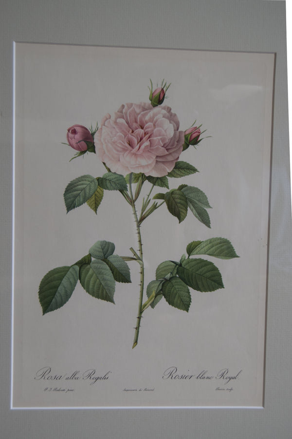 Four Redouté roses in Green Frames