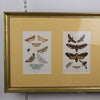 British moth illustrations