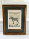 Zebra engraving in antique frame
